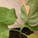 Como proteger os gerânios de doenças e pragas Doenças do Pelargonium
