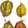 Por que as folhas da clematis ficam amarelas?