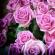 Dream Interpretation: roses - why you dream