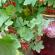 Preparing red currant compote - step-by-step recipe and storage You can close the compote with red currant branches