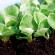 Plantando begônias tuberosas no jardim, cuidado e reprodução Por quanto tempo as sementes de begônia tuberosa germinam