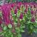 Growing amaranth seedlings - rules and tips Amaranth from seeds planting and care
