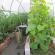 What fertilizers and when to use for cucumbers in a greenhouse