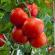How to tie tomatoes in open ground - the best ways