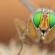 Tipos de moscas Descrição do inseto voador para crianças