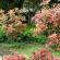বাগান এবং dacha জন্য বহুবর্ষজীবী shrubs: ফটো সহ নাম