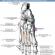 Cilvēka apakšējo ekstremitāšu anatomija: struktūras iezīmes un funkcijas
